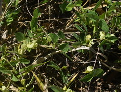 Macrotyloma axillare axillare