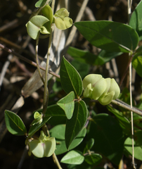 Macrotyloma axillare axillare