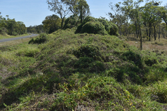 Macrotyloma axillare axillare
