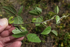 Macrotyloma axillare axillare