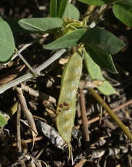 Macrotyloma axillare axillare