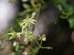 Clematis foetida