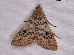 Bleptina caradrinalis