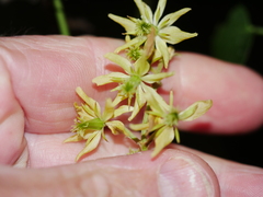 Clematis foetida