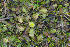 Leptinella dioica