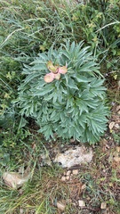 Paeonia officinalis