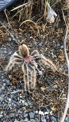 Grammostola rosea