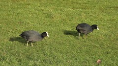 Fulica atra atra