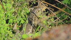 Liolaemus chiliensis