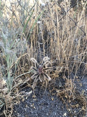 Grammostola rosea