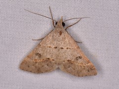 Hemeroplanis historialis