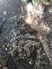 Grammostola rosea