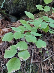 Vancouveria hexandra