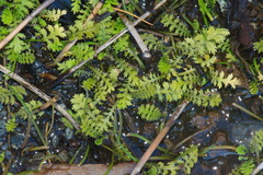 Leptinella tenella
