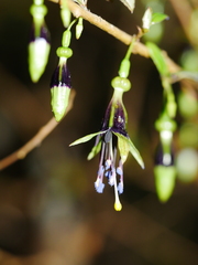 Fuchsia perscandens