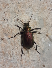 Calosoma alternans