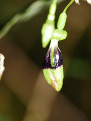 Fuchsia perscandens