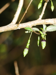 Fuchsia perscandens