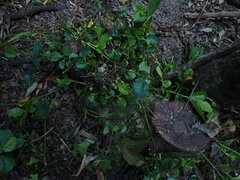 Rhamnus alaternus