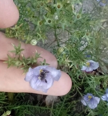 Chalepogenus nigripes