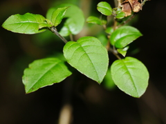 Fuchsia perscandens