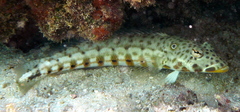 Parapercis clathrata