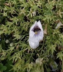 Chalepogenus nigripes