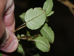 Fuchsia perscandens