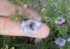 Chalepogenus nigripes