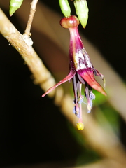 Fuchsia perscandens