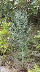 Asparagus horridus