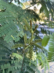 Paraserianthes