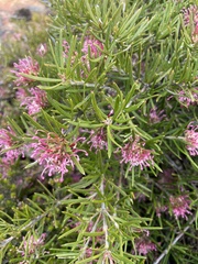 Grevillea confertifolia