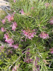 Grevillea confertifolia