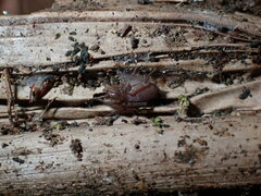 Hypodrassodes maoricus