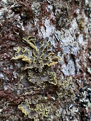 Pseudocyphellaria holarctica