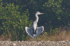 Ardea cinerea jouyi