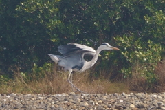 Ardea cinerea jouyi