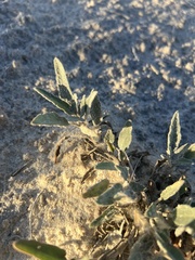 Abronia angustifolia