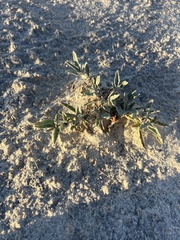 Abronia angustifolia