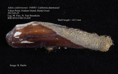 Adula californiensis