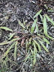 Paspalum langei