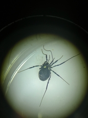 Nemastoma bimaculatum