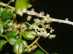 Rubus schmidelioides schmidelioides