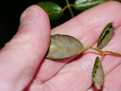 Rubus schmidelioides schmidelioides