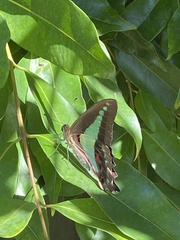 Graphium choredon