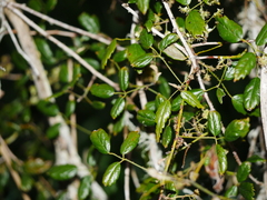 Rubus schmidelioides schmidelioides