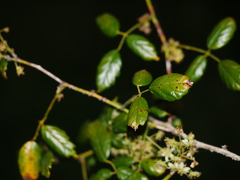 Rubus schmidelioides schmidelioides