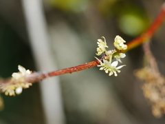 Rubus schmidelioides schmidelioides
