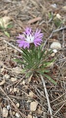 Centaurea linifolia